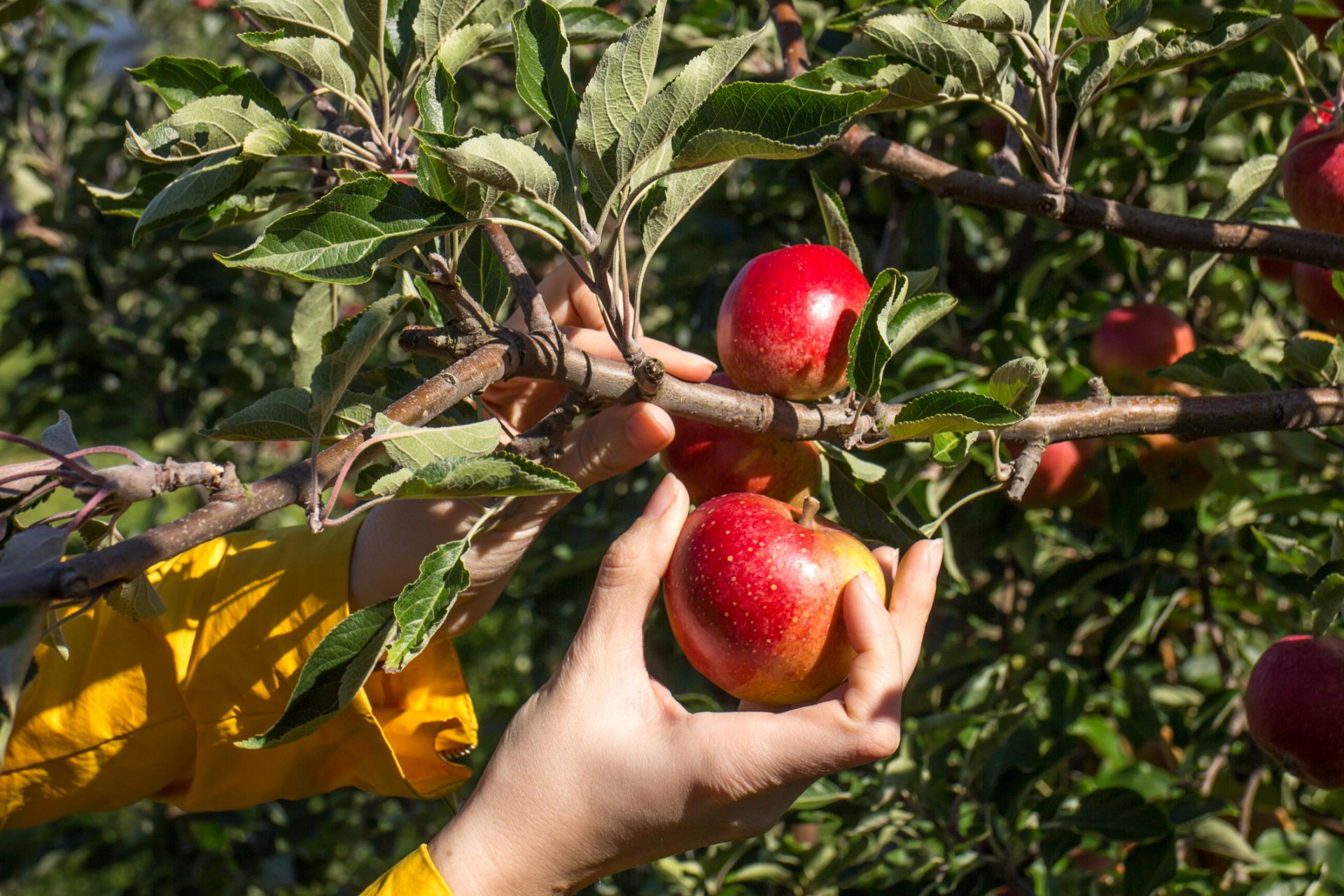 Sběr jablek v Austrálii